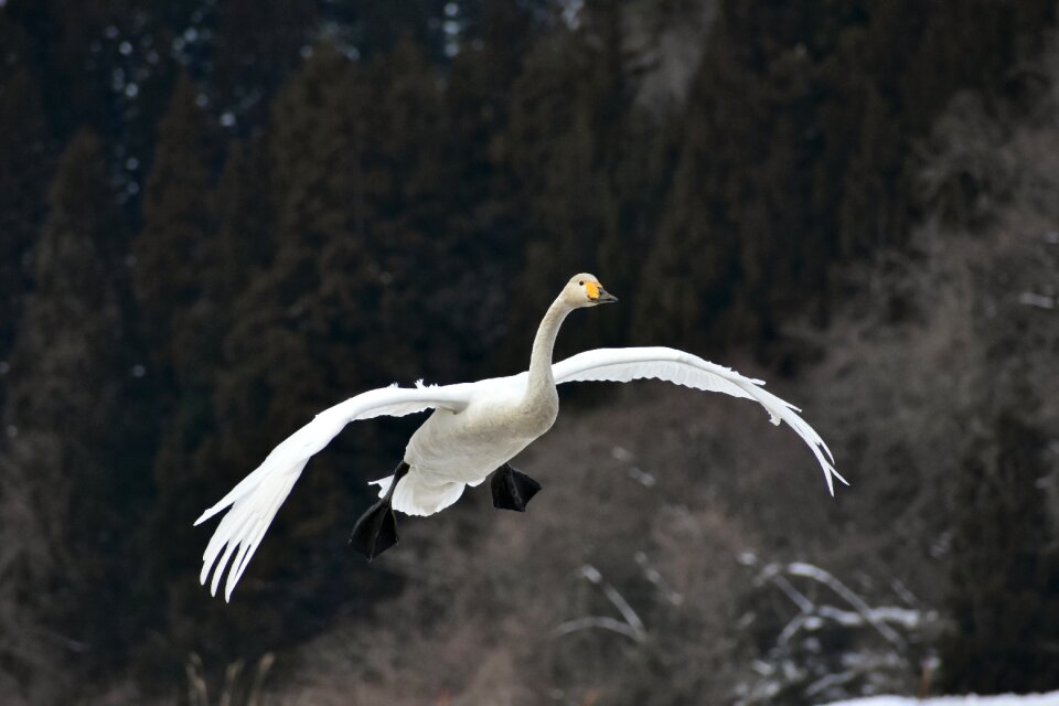 Wild birds fields waterfowl