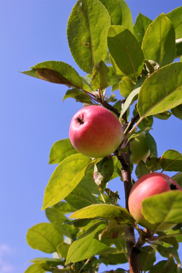 Red apple elitexpo ripe