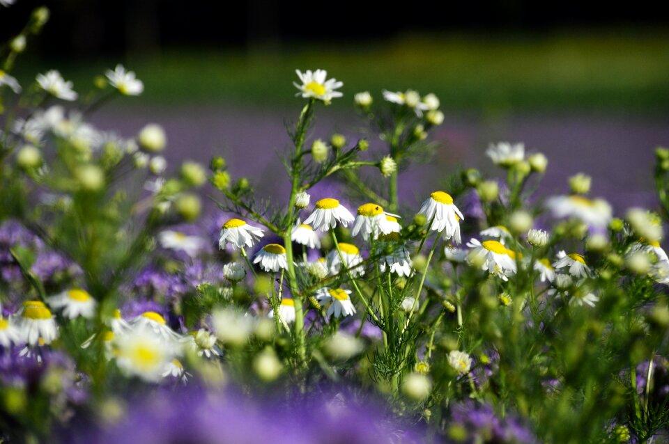 Naturopathy wild plant beautiful flower