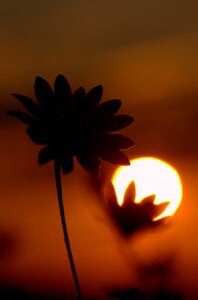 Flower sun shadow