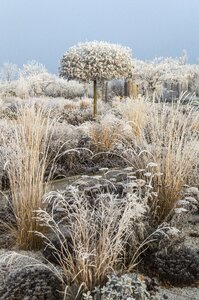 Frozen frost wintry photo