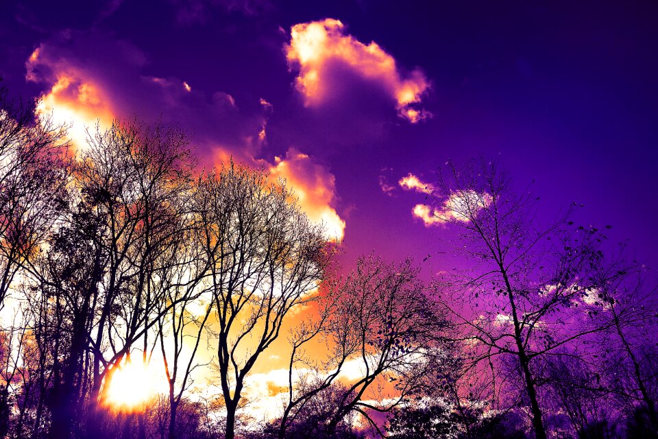 Winter trees sky clouds