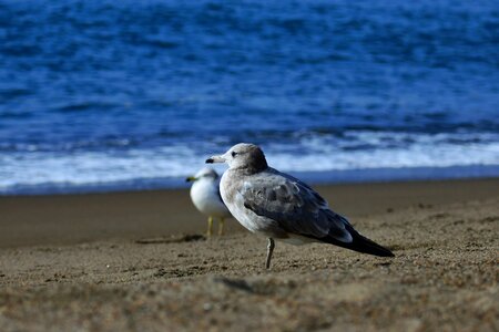 Wave seabird sea gull photo