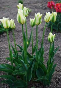 Plant no one early spring
