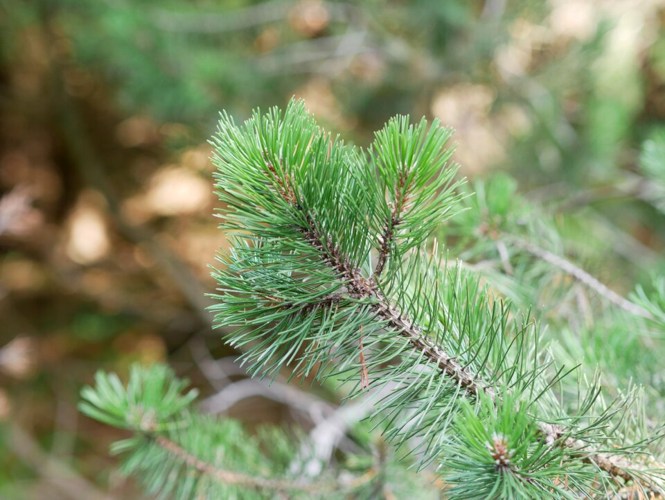 Green evergreen tree forest