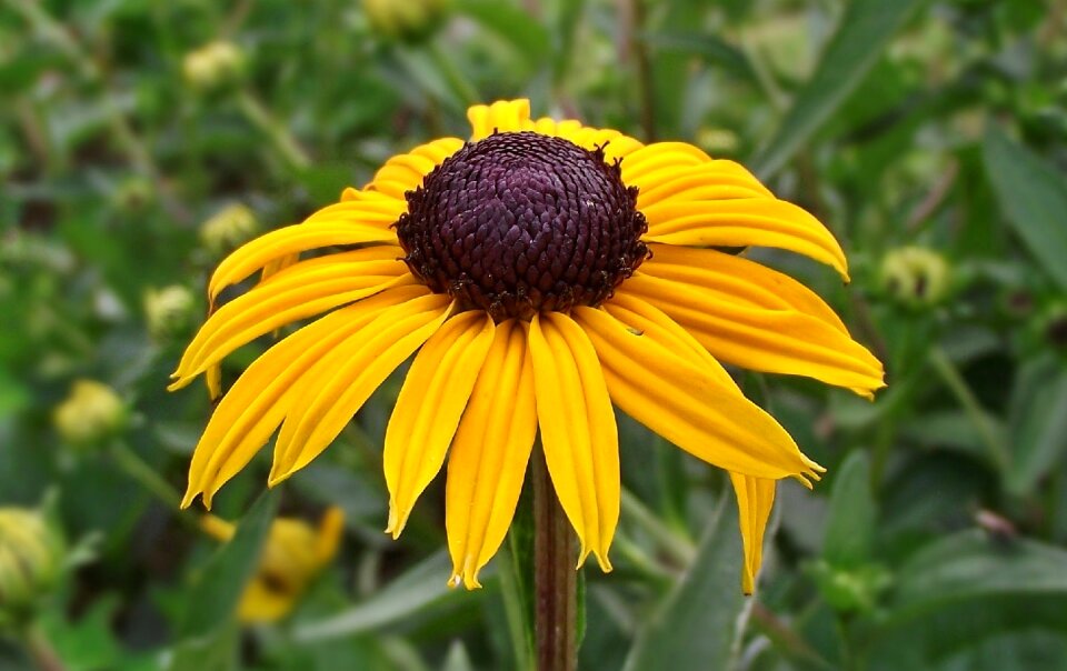 Summer plant garden photo