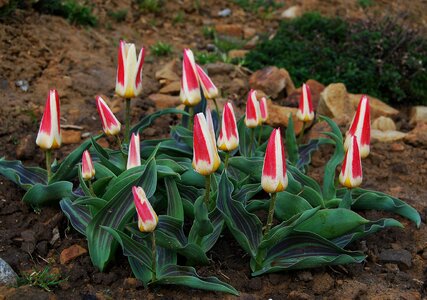 Garden plant early spring