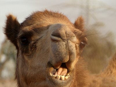 Camel desert safari
