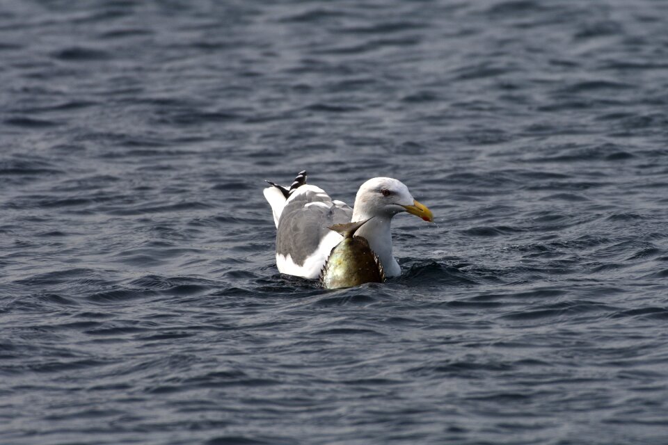 Natural wild animals seguro seagulls