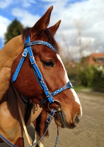 Net blue shaved equine