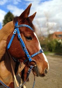 Net blue shaved equine photo