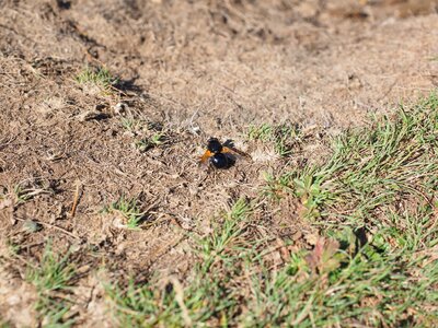 Bee common bumblebee-hover fly volucella pellucens photo