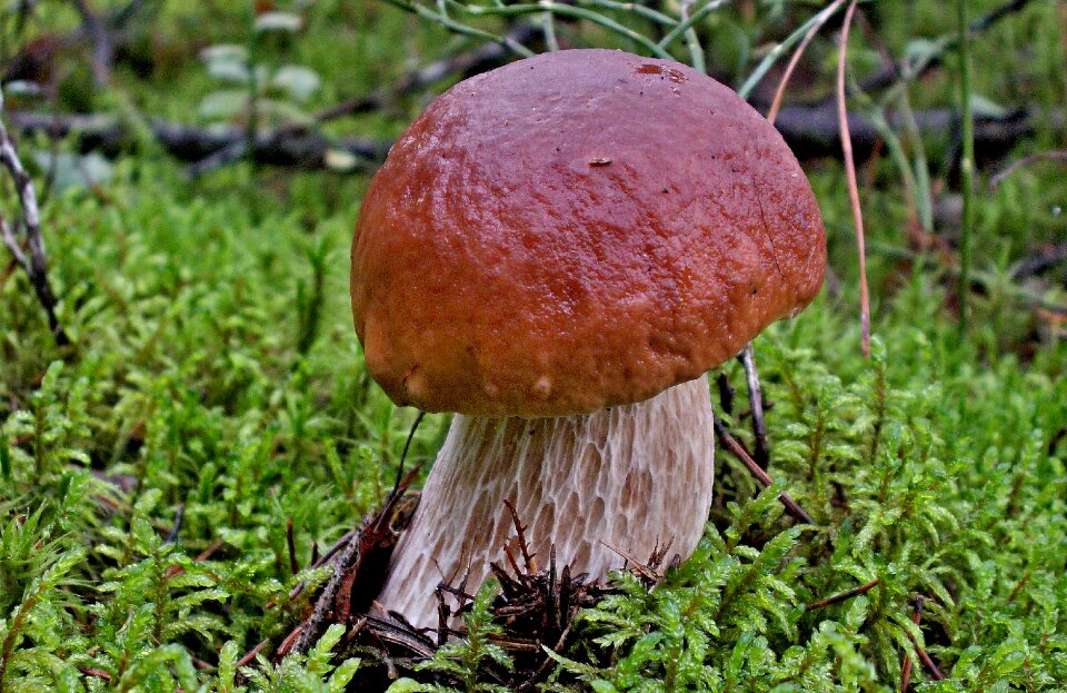 Nature boletus autumn
