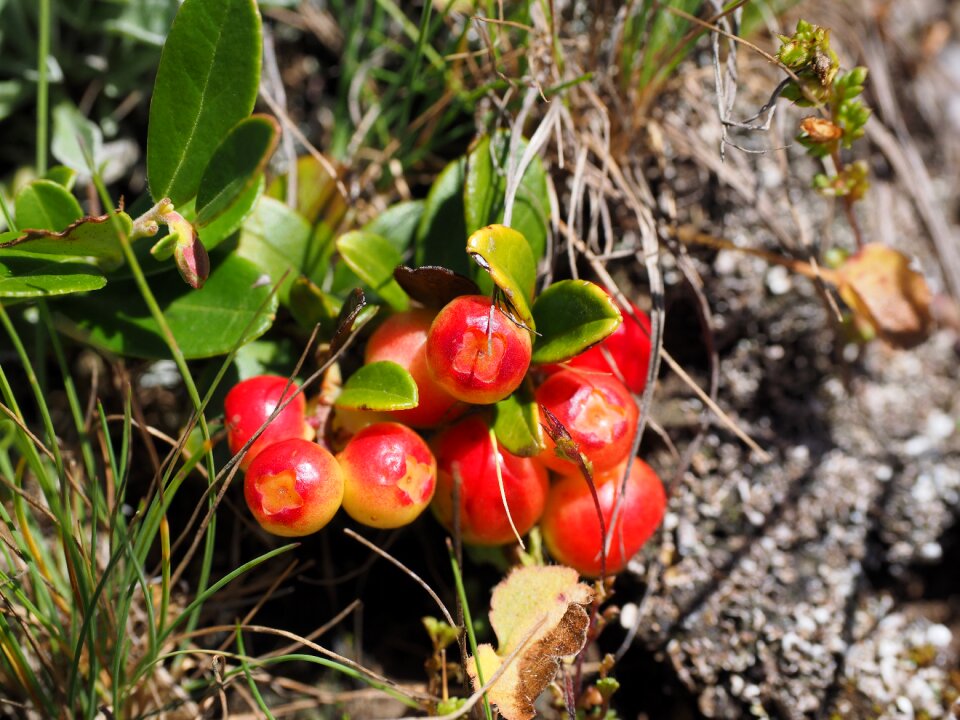 Red vaccinium heather plant ericaceae