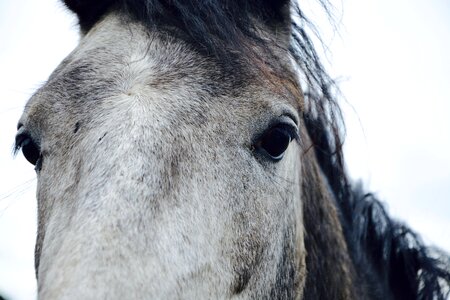 Chamfer mane eyes photo