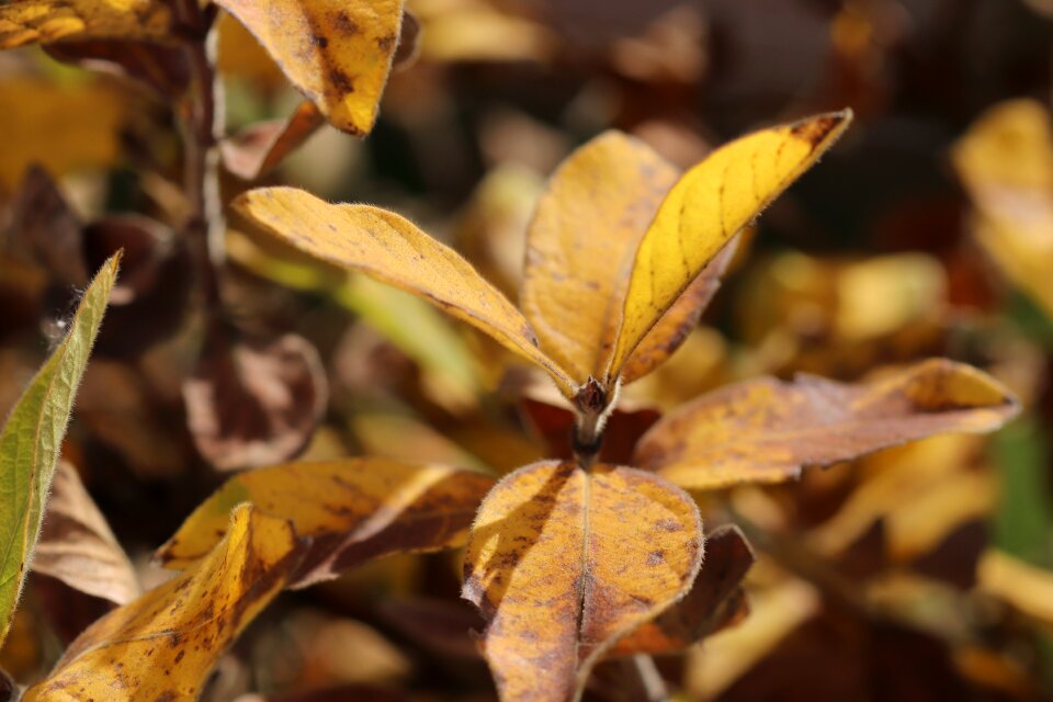 Fall color leaves emerge