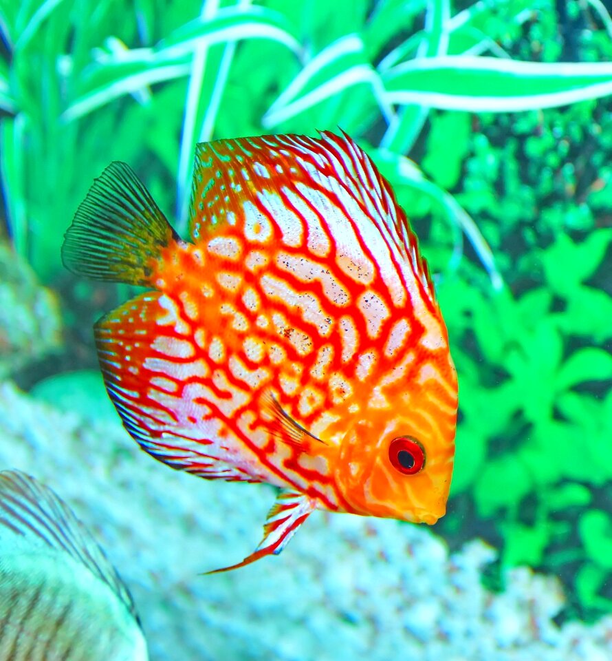 Tropical aquatic tank