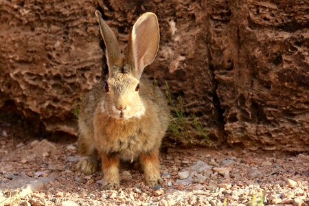 Hare animal mammal photo
