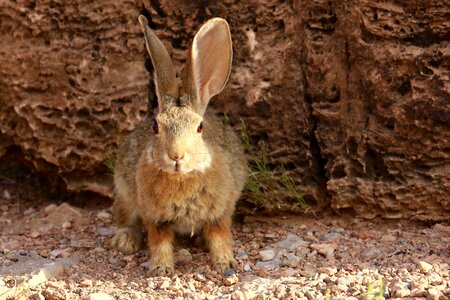 Hare animal mammal