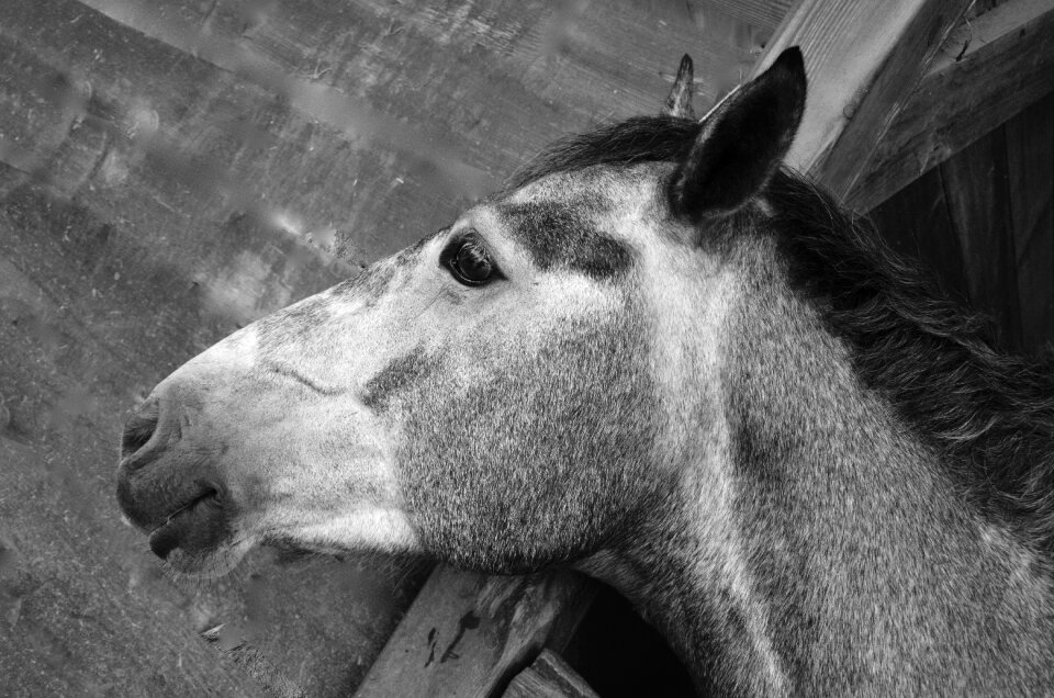 Domestic animal horseback riding breeding