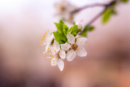 Bloom blossoms blur photo