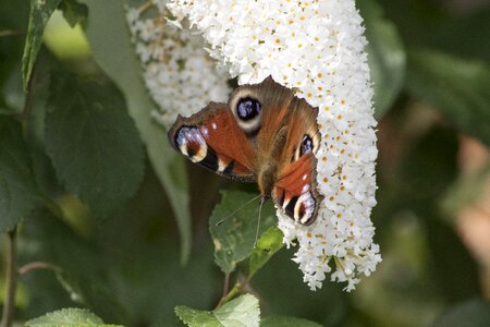 Summer lilac blossom bloom photo