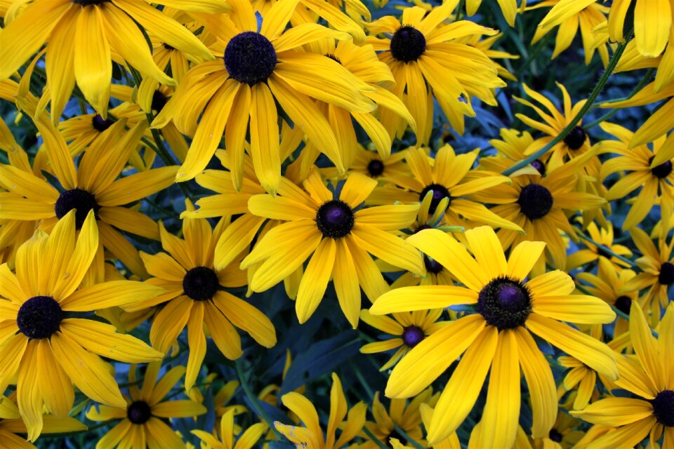 Summer flowers garden flowers nature