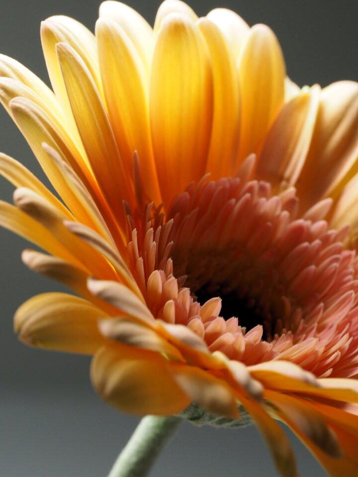 Summer petal daisy photo