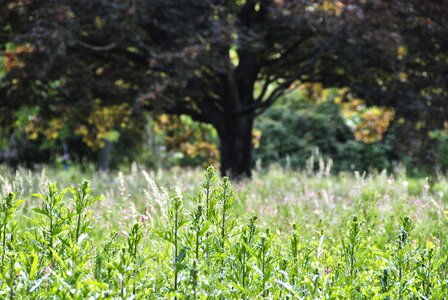 Meadow old tree landscape