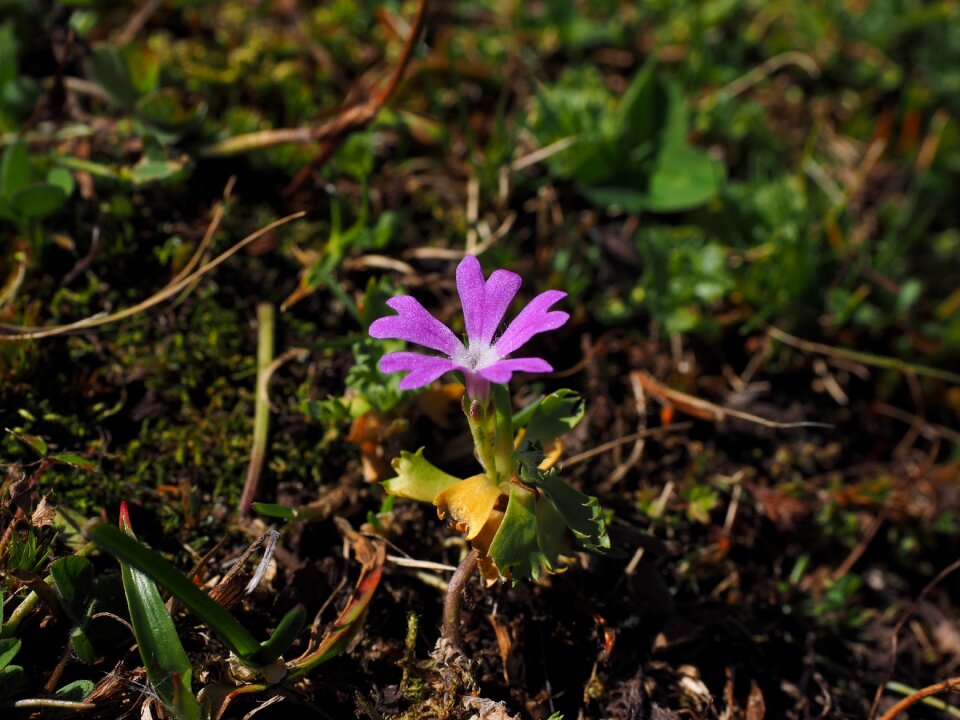 Bloom pink alpine flower