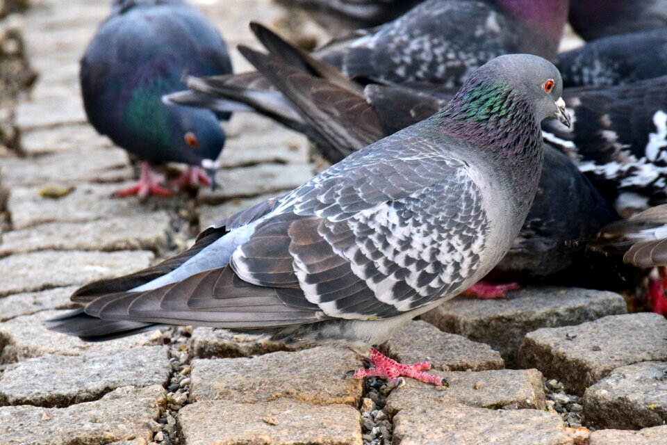 Flock of doves search foraging