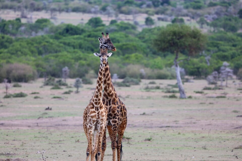 Kenya maasai mara animal