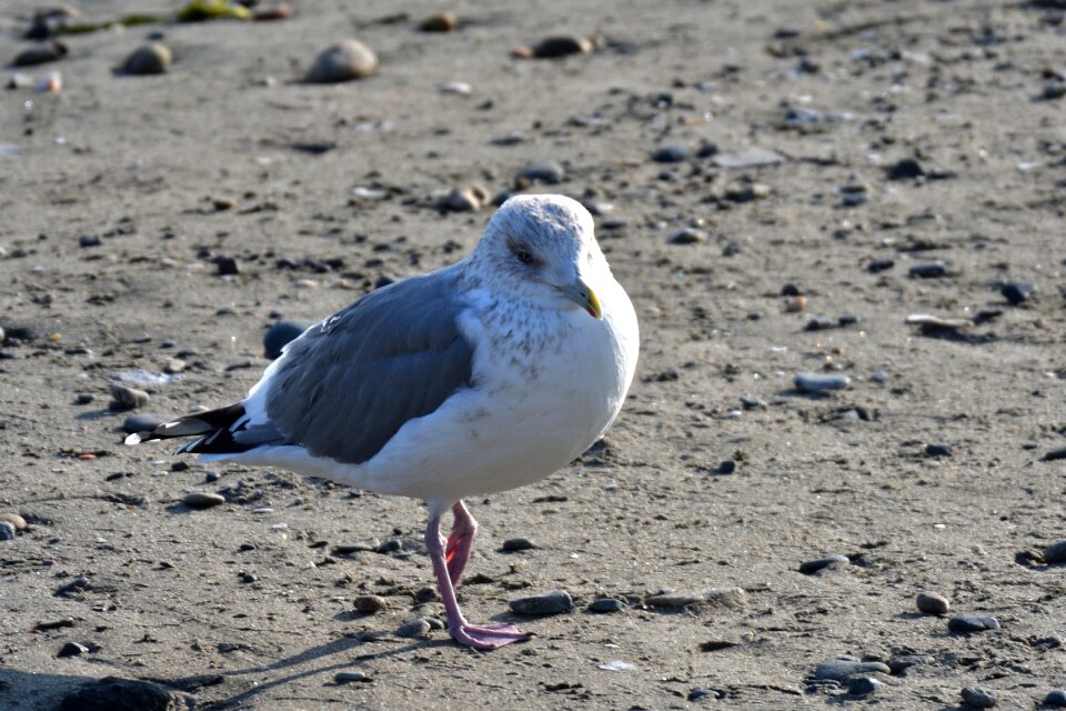Natural wild animals seguro seagulls
