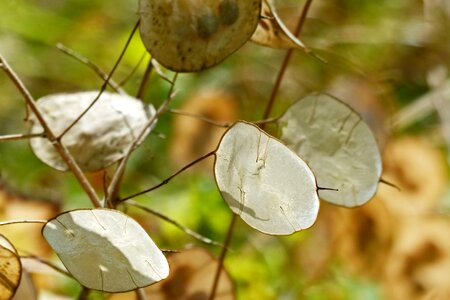 Plant leaf bright