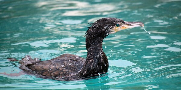 Sea ​​bird water swim