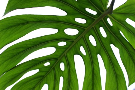 Environment fresh monstera