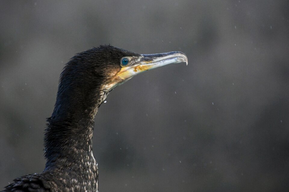 Sea ​​bird rain grey time