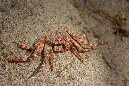Crustacean sand shellfish