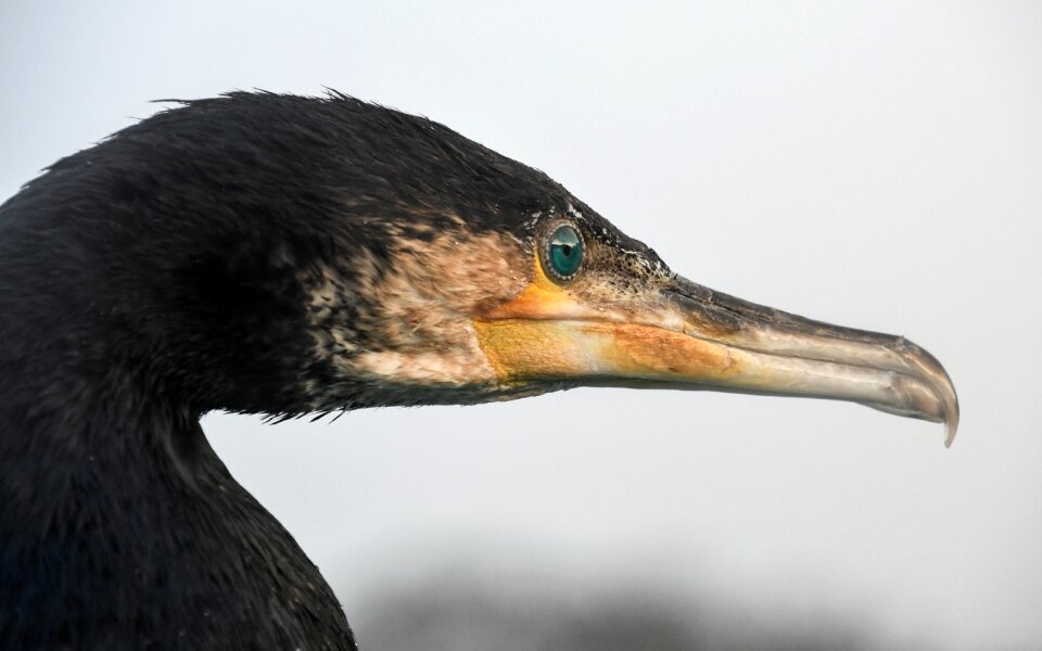 Sea ​​bird portrait fauna