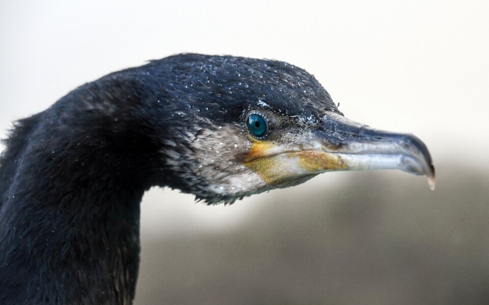Sea ​​bird portrait fauna