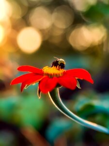 Blossom bee bumblebee insect