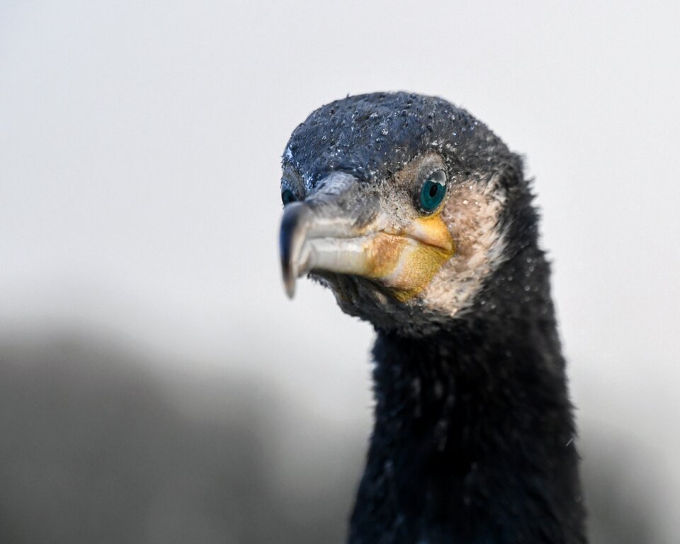 Sea ​​bird portrait fauna