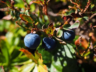 Vaccinium heather plant ericaceae vaccinium myrtillus