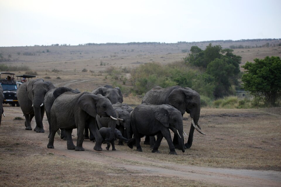 Safari africa kenya