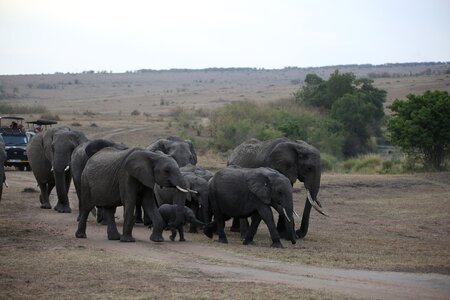 Safari africa kenya