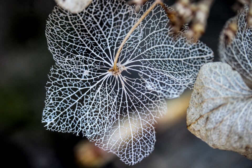 Passing away broken flowers hydrangea