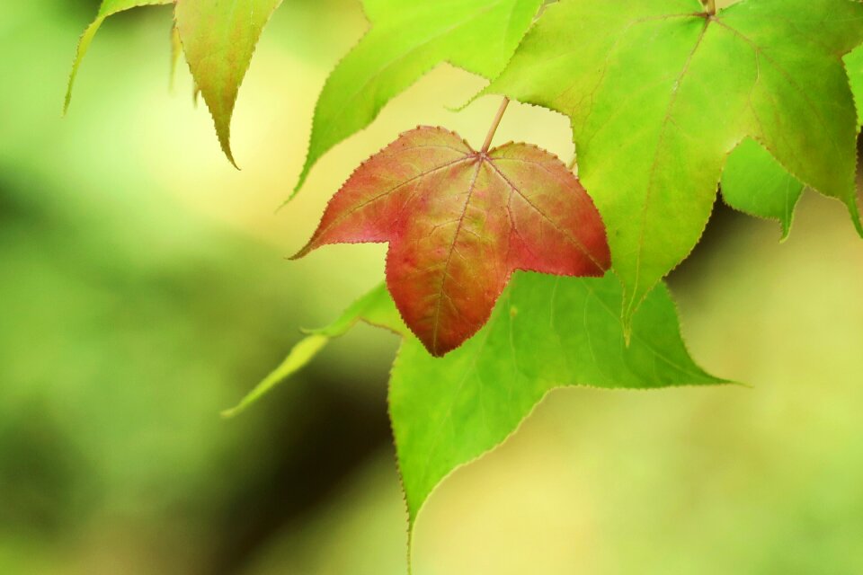 Close-up outdoor compact