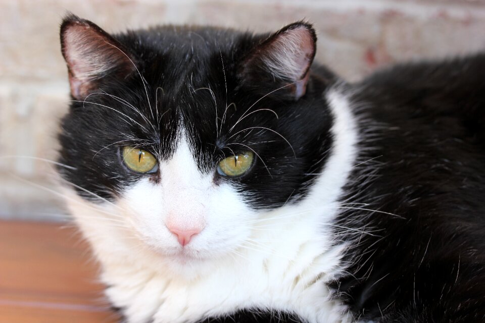 Cat portrait tuxedo