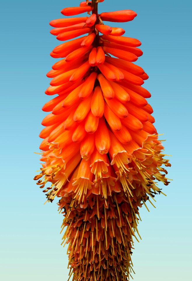 Bloom lily steppe lily