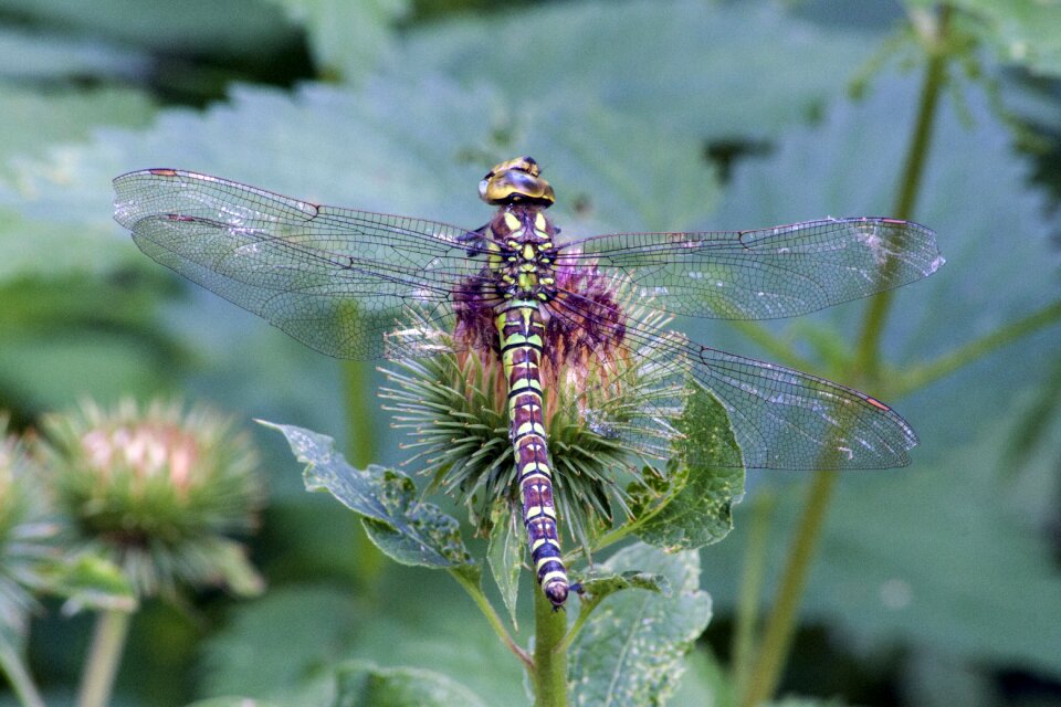 Nature wild macro